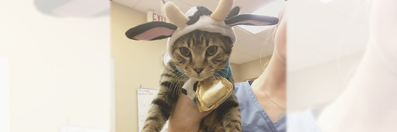 alpharetta veterinarian
